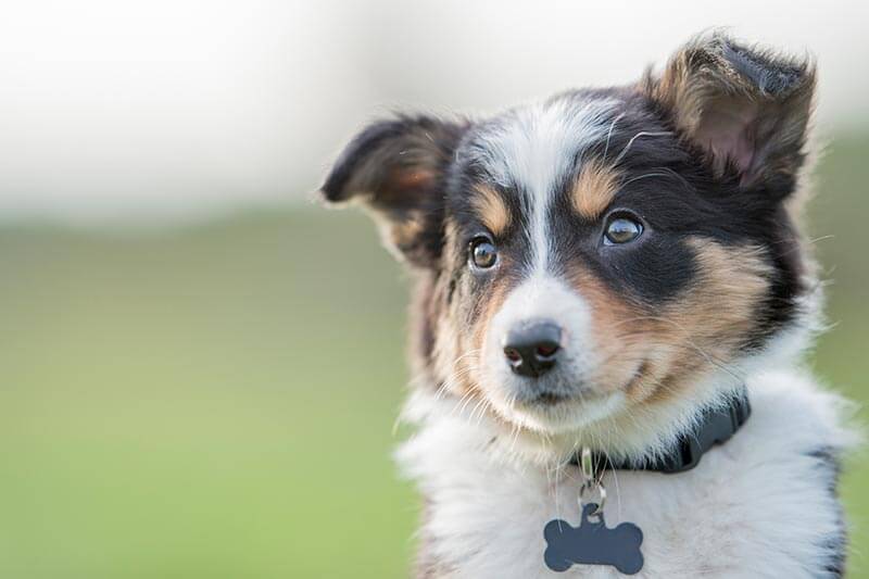 Puppy Outside Puppy Outside