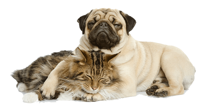 Dog and Cat