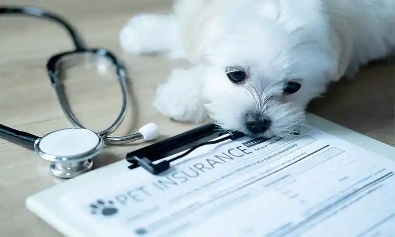 We Make Your Best Friend Feel Better