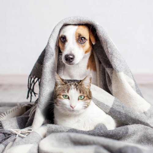 Cat Wearing Surgical Cone