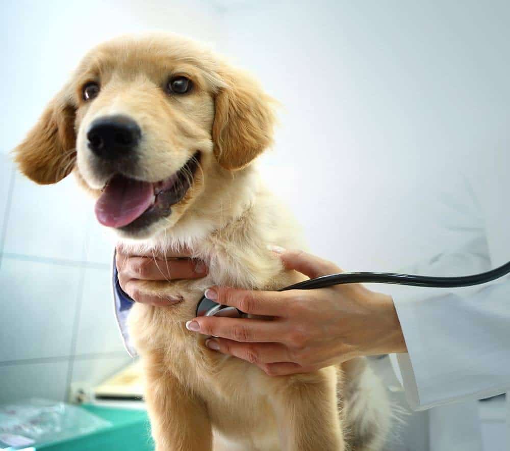Pet Dental Care Pet Dental Care