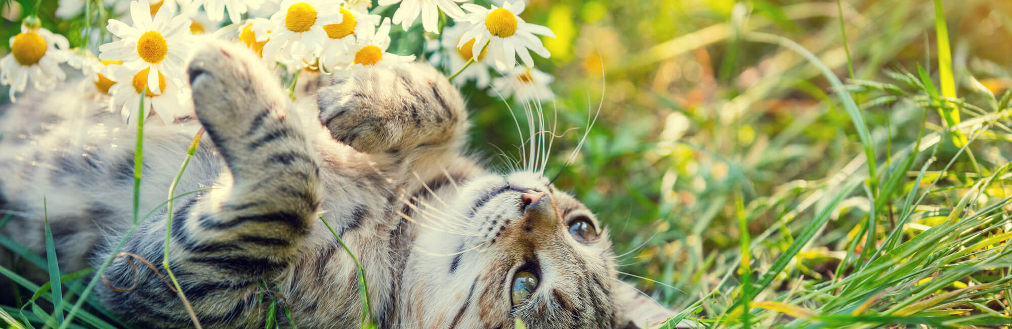 all about pet care hours