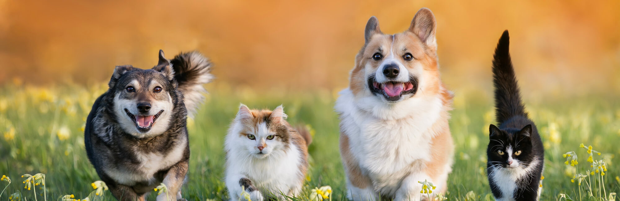 Excited Kitten Excited Kitten